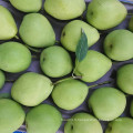 Green Color Health Shandong Pear